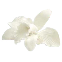 Catleya Orchid White Medium