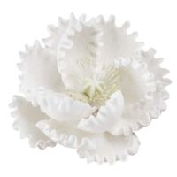 Large White Peony 