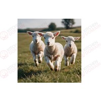 Lambs Edible Image #03 - Square