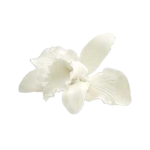 Catleya Orchid White Small 