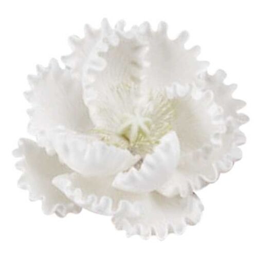 Large White Peony 