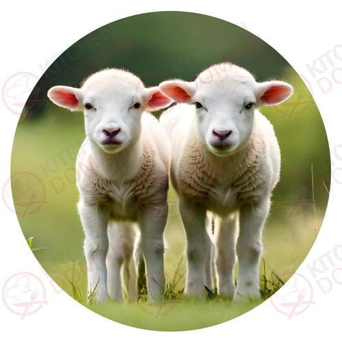 Lamb Edible Image #01 - Round